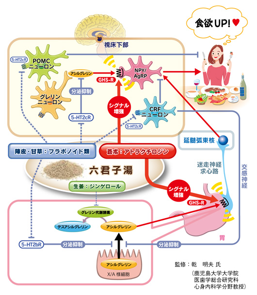 食欲のメカニズム 図 | おなかがすくメカニズム – EOOYJU